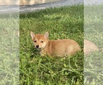 Small #2 Shiba Inu
