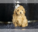 Small Photo #110 Maltipoo Puppy For Sale in WARSAW, IN, USA