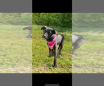 Small #2 Mountain Cur Mix