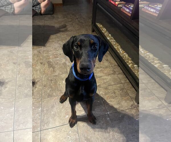 Medium Photo #2 Doberman Pinscher Puppy For Sale in Buffalo, MN, USA