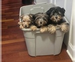Image preview for Ad Listing. Nickname: Litter of 3
