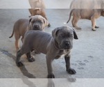 Small Photo #5 Cane Corso Puppy For Sale in ONTARIO, CA, USA