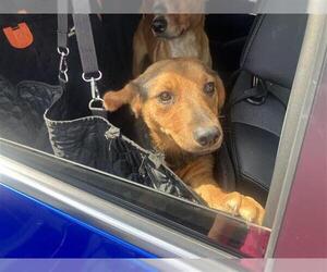 Mutt Dogs for adoption in San Antonio, TX, USA