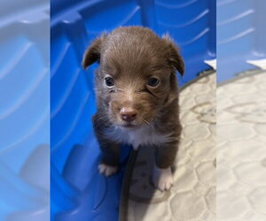 Charming - Male Australian Shepherd Dog for Adoption - Photo #4