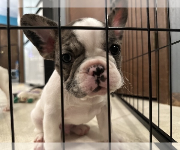 Medium Photo #10 French Bulldog Puppy For Sale in YORKTOWN, IN, USA