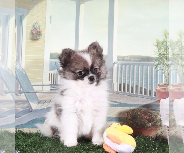Medium Photo #4 Pomeranian Puppy For Sale in MOUNT VERNON, OH, USA