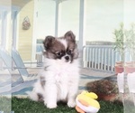 Small #3 Pomeranian