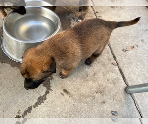 Belgian Malinois Puppy for sale in PHILLIPS RANCH, CA, USA