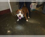 Small American Pit Bull Terrier Mix