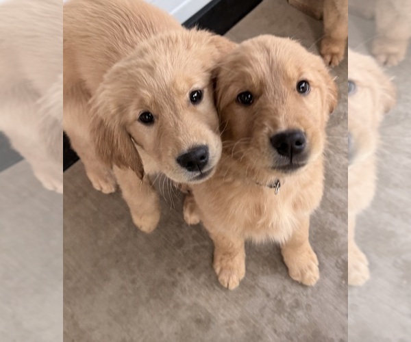 Medium Photo #4 Golden Retriever Puppy For Sale in PORTALES, NM, USA