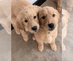 Small #3 Golden Retriever