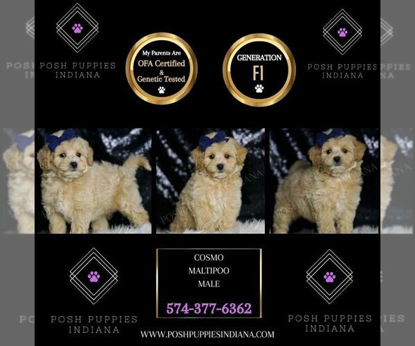 Medium Photo #6 Maltipoo (Miniature) Puppy For Sale in WARSAW, IN, USA