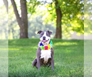 Stormy - Female Mutt Dog for Adoption - Photo #4