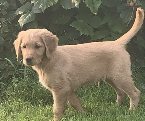 Medium Photo #5 Golden Retriever Puppy For Sale in FINLAYSON, MN, USA