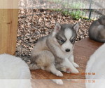 Small Photo #9 Siberian Husky Puppy For Sale in DINWIDDIE, VA, USA