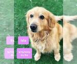 Small #2 Golden Retriever