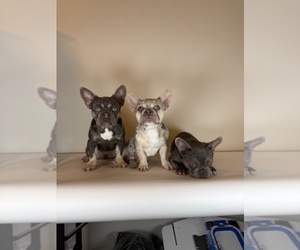 French Bulldog Puppy for Sale in STOCKTON, California USA