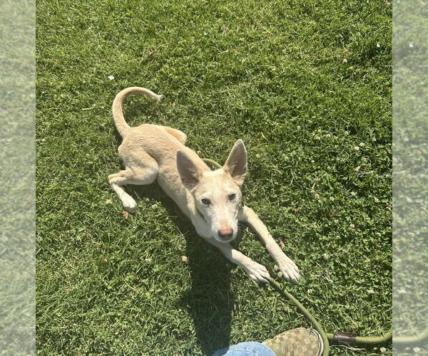 Medium Photo #4 Huskies -Unknown Mix Puppy For Sale in Chico, CA, USA
