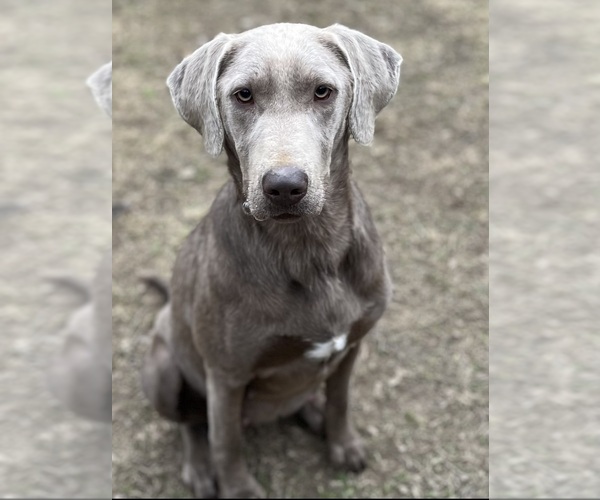 Medium Photo #1 Labrador Retriever Puppy For Sale in BRISTOL, TN, USA