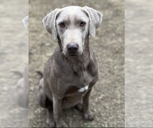 Mother of the Labrador Retriever puppies born on 05/11/2025
