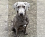 Small Photo #1 Labrador Retriever Puppy For Sale in BRISTOL, TN, USA