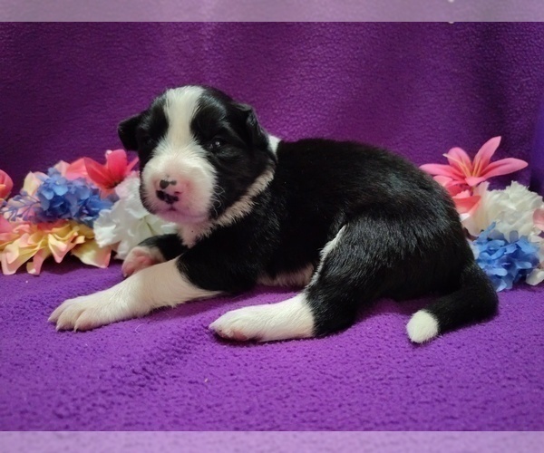 Medium Photo #9 Border Collie Puppy For Sale in NORBORNE, MO, USA