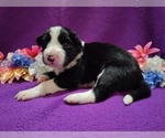 Small #8 Border Collie