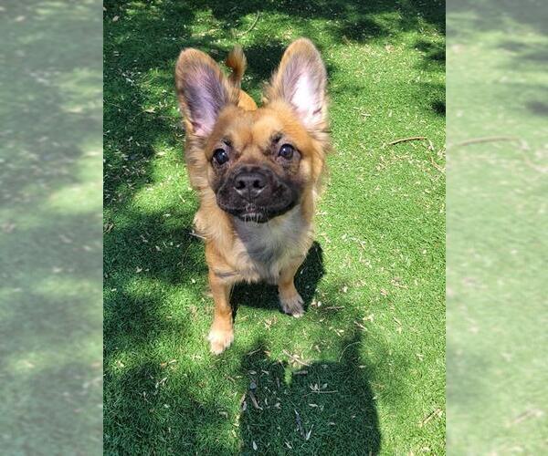 Medium Photo #2 Pom-A-Pug Puppy For Sale in Fremont, CA, USA