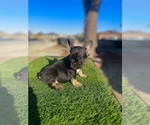 Small #3 French Bulldog