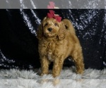 Small #4 Goldendoodle (Miniature)