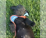 Small #1 Labrador Retriever Mix
