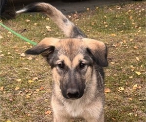 Alaskan Malamute-German Shepherd Dog Mix Puppy for sale in ANCHORAGE, AK, USA
