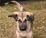 Litter of 10 - Male(s) and Female(s) Alaskan Malamute-German Shepherd Dog MixLitter of Puppies for Sale - Small photo