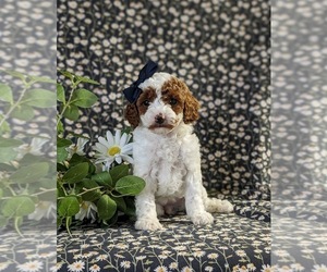 Malchi Puppy for sale in NEW HOLLAND, PA, USA