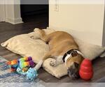 Small #1 Black Mouth Cur Mix