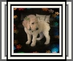 Small Photo #8 Poodle (Standard) Puppy For Sale in RIALTO, CA, USA