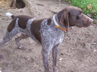 Mother of the German Shorthaired Pointer puppies born on 06/10/2018
