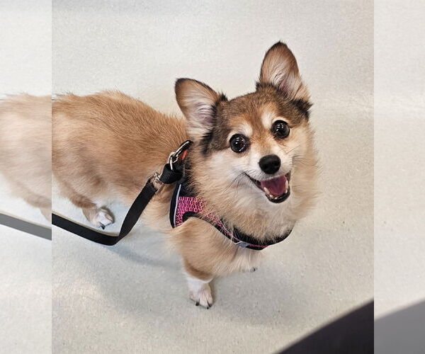 Medium Photo #1 Pembroke Welsh Corgi-Pomeranian Mix Puppy For Sale in Lebanon, PA, USA