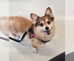 Small Pembroke Welsh Corgi-Pomeranian Mix