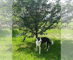 Bernese Mountain Dog-Unknown Mix Puppy for sale in ASHLAND, OH, USA