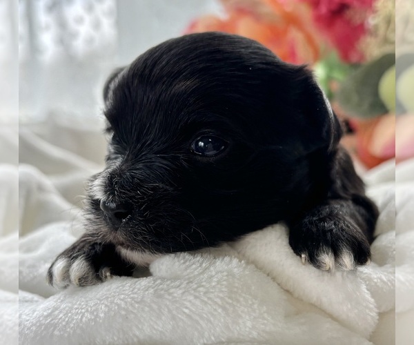 Medium Photo #4 Morkie Puppy For Sale in ROCK STREAM, NY, USA