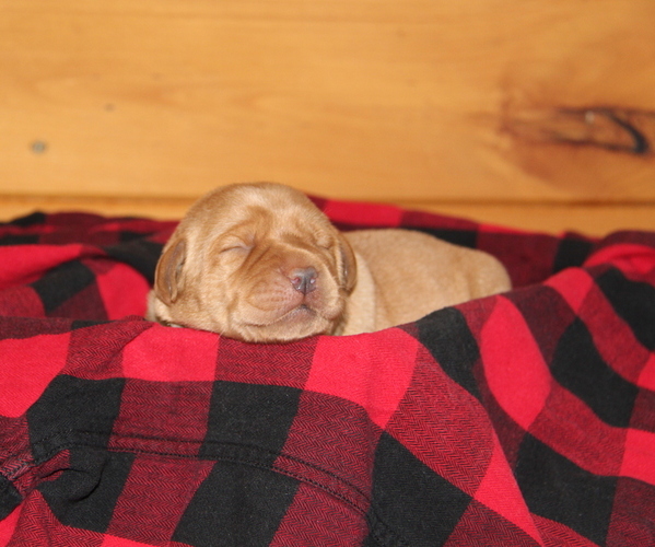 Medium Photo #1 Labrador Retriever Puppy For Sale in HYDE PARK, VT, USA
