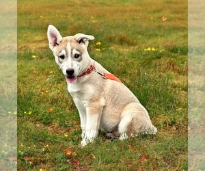 German Shepherd Dog-Siberian Husky Mix Puppy for Sale in DE GRAFF, Ohio USA