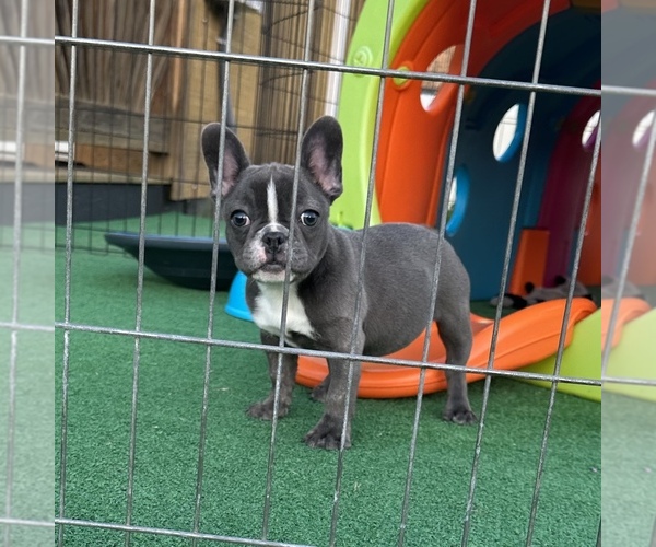 Medium Photo #4 French Bulldog Puppy For Sale in TRACYS LANDING, MD, USA