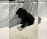 Puppy Teal Labrador Retriever