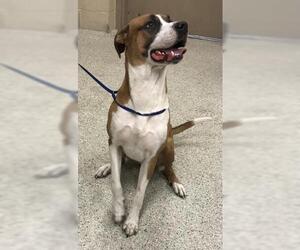 Boxer-Unknown Mix Dogs for adoption in Conroe, TX, USA