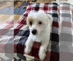 Small #7 Chinese Crested