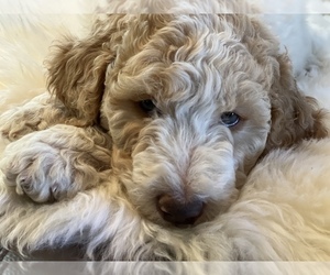 Goldendoodle Puppy for Sale in DAVIS, California USA