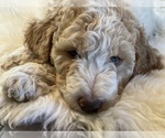 Small Photo #1 Goldendoodle Puppy For Sale in DAVIS, CA, USA