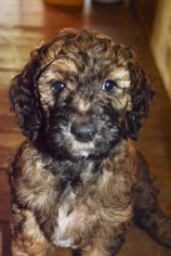 Poodle (Standard) Puppy for sale in CHARLESTOWN, RI, USA